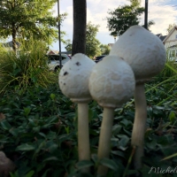 Marveling over mushrooms